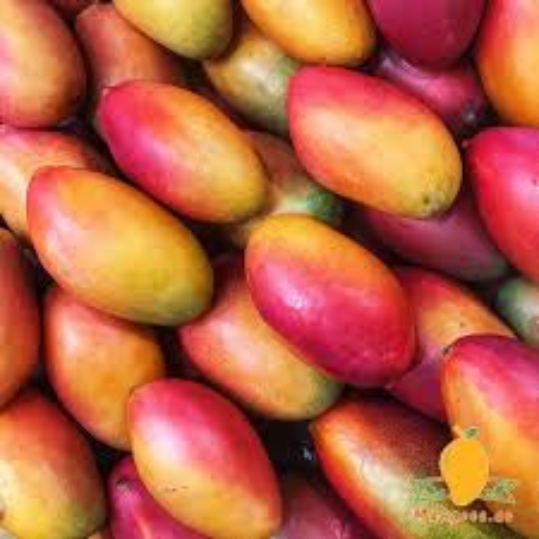 Wholesale Mango Palmer Qatar